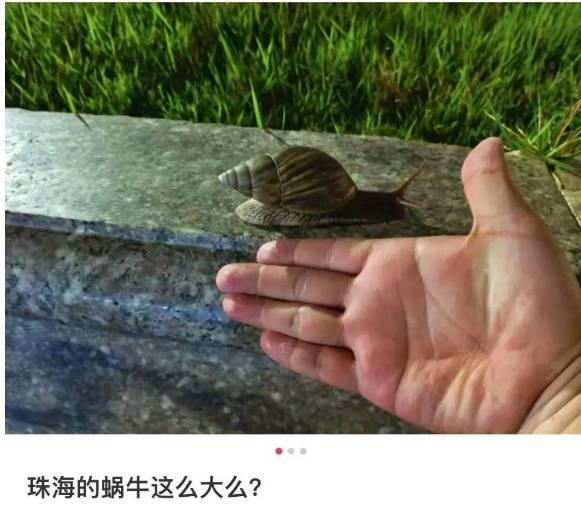 皇冠皇冠信用网会员注册
_雨后大量出现皇冠皇冠信用网会员注册
，广州街坊：一墙都是看得头皮发麻……提醒：不要碰也不要吃！