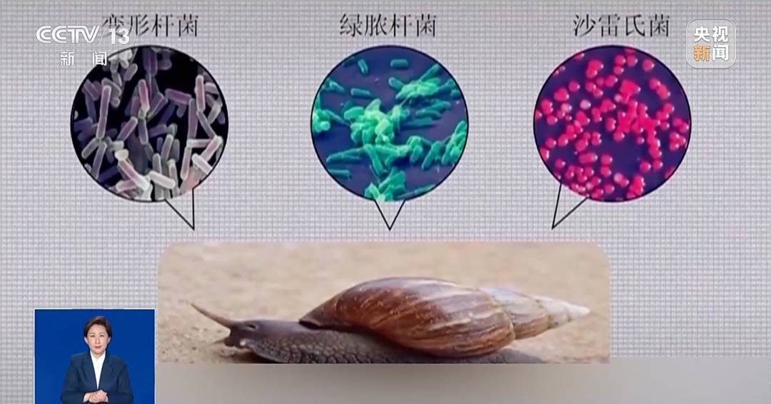 皇冠皇冠信用网会员注册
_雨后大量出现皇冠皇冠信用网会员注册
，广州街坊：一墙都是看得头皮发麻……提醒：不要碰也不要吃！