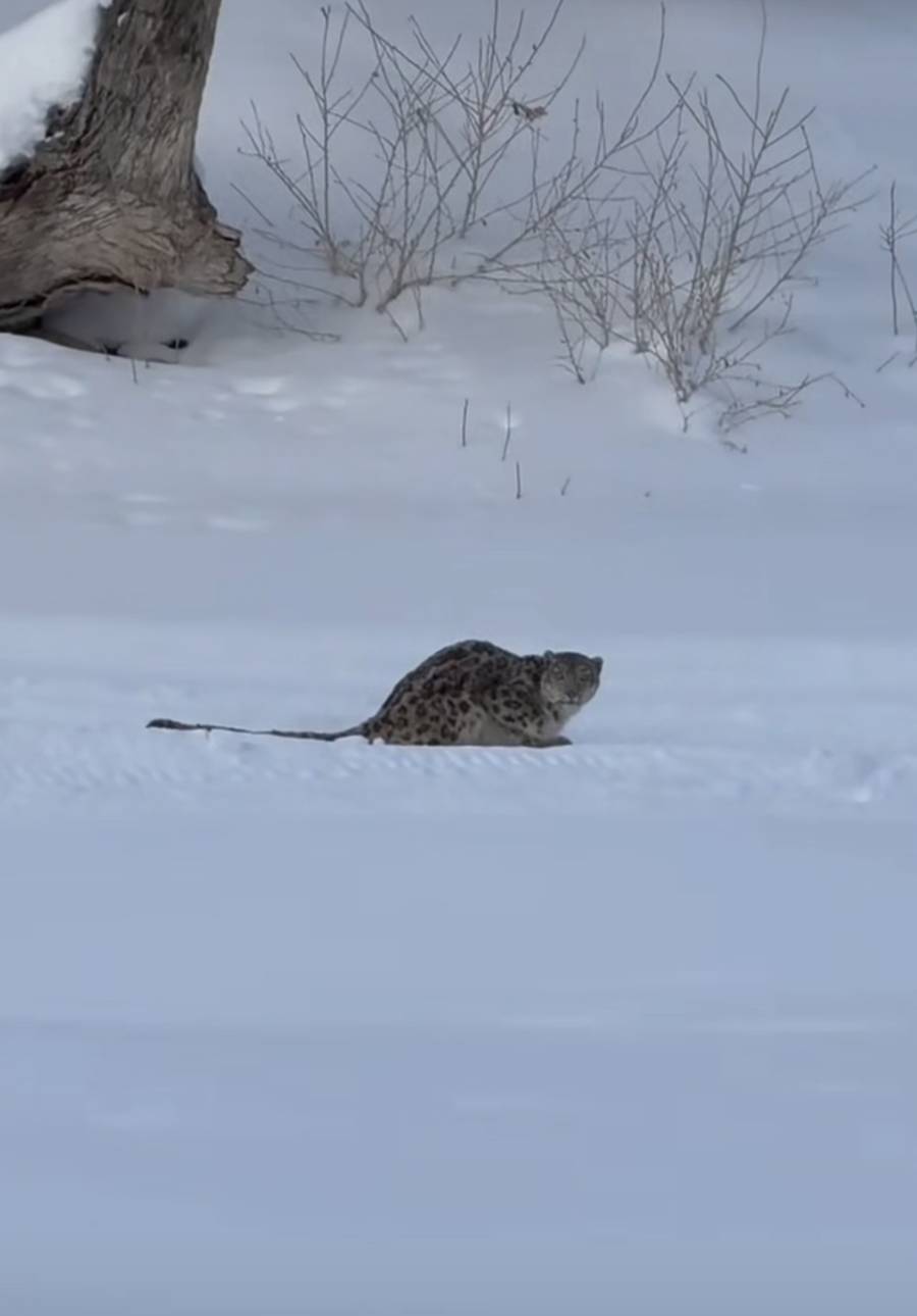 皇冠世界杯代理
_官方通报“可可托海雪豹伤人”:一游客返回宾馆途中被咬皇冠世界杯代理
,已送医,伤情平稳